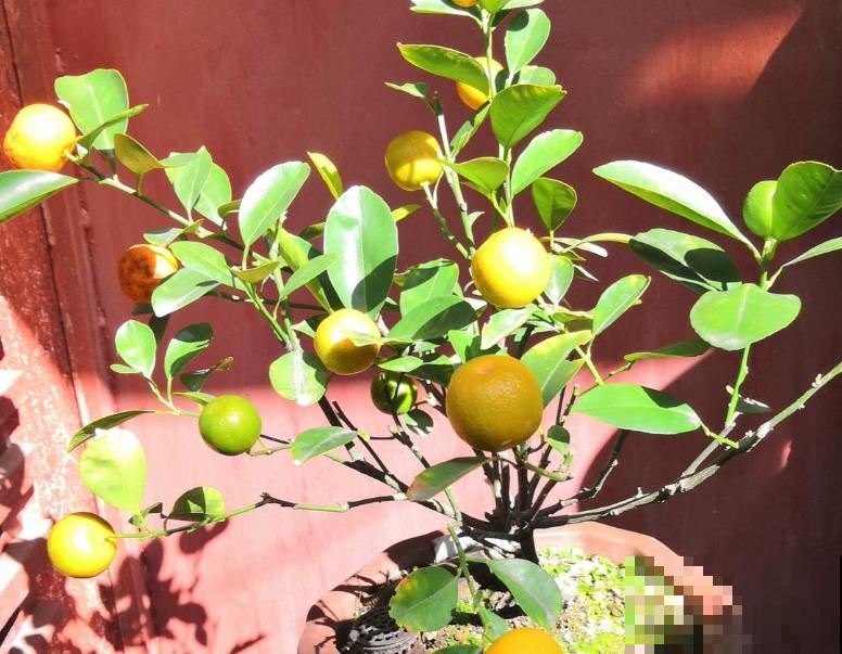 吉祥富贵的“金桔”，养在家里有招财寓意，金色的果子喜气洋洋
