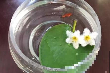 一叶莲的养殖方法，主要有这4点，记住轻松养殖
