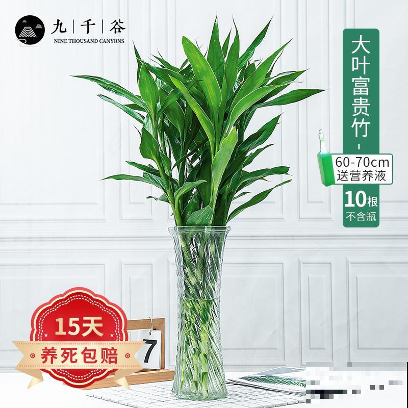 家养的竹子四季常青,养一盆还有招财好兆头,适合养家里 家养的竹子四季常青,养一盆还有招财好兆头,适合养家里