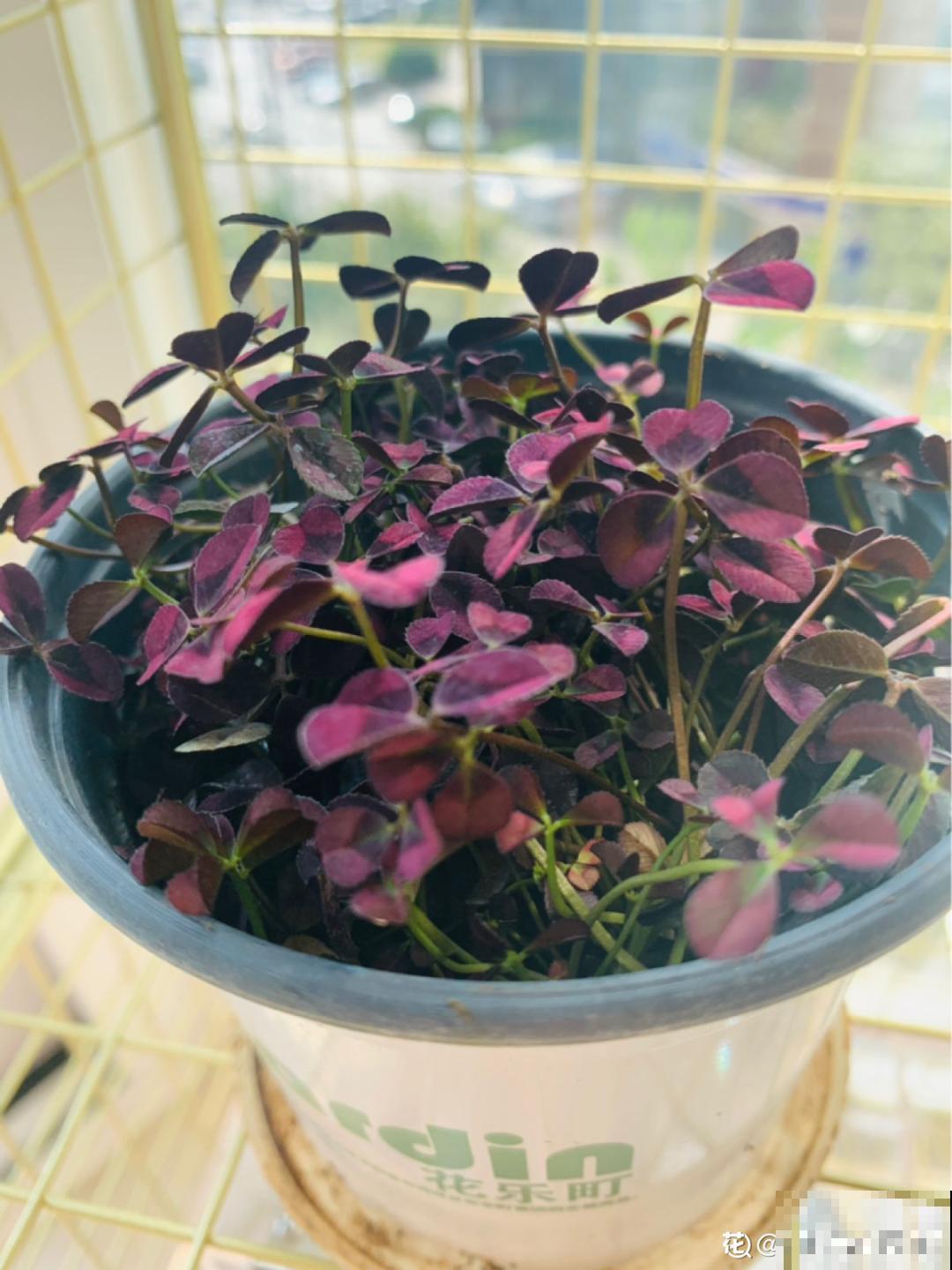 1种绿植叶子超美，活像水彩画，晒晒太阳就爆盆