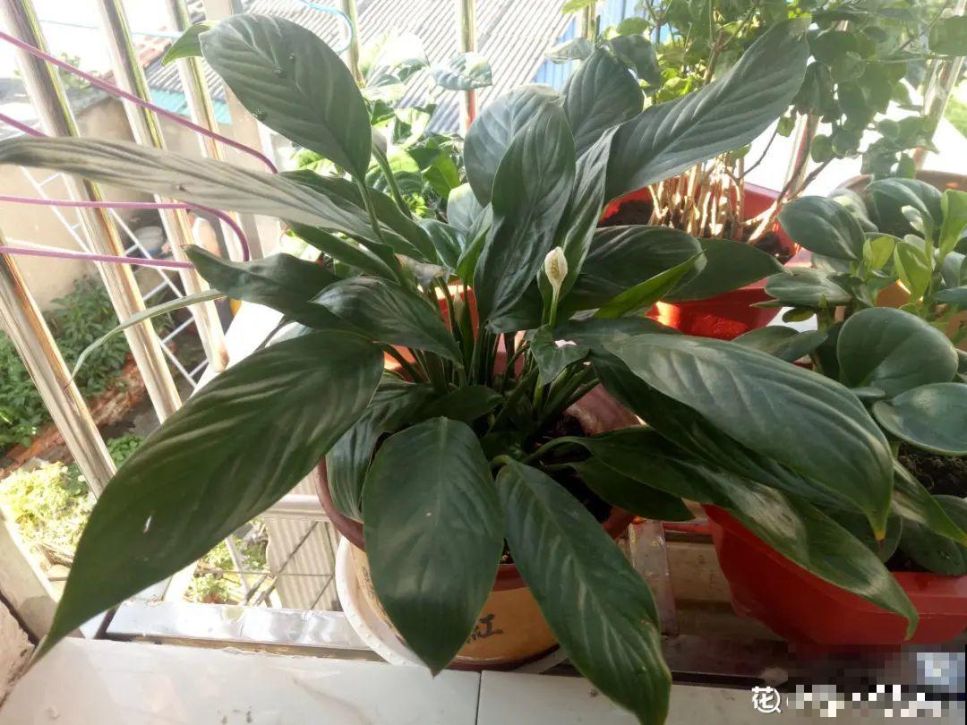 9种花，现在不能搬出门，屋里再躲半个月，不然就冻死