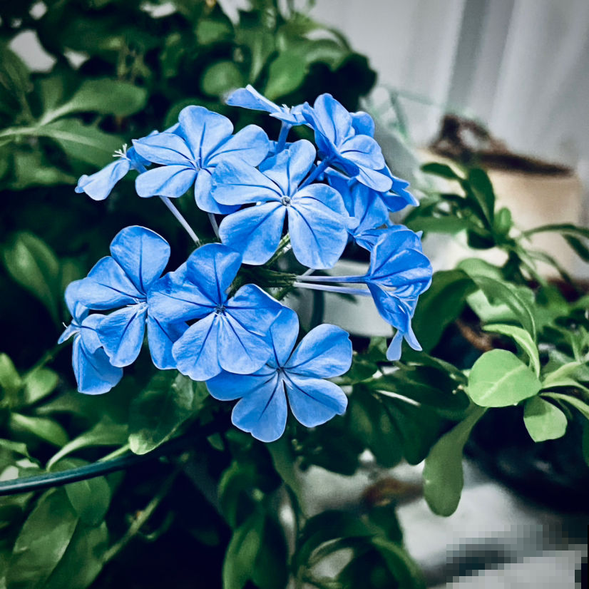 能让阳台秒变花园的4种花卉，颜值爆表花期超长，邻居看了都羡慕