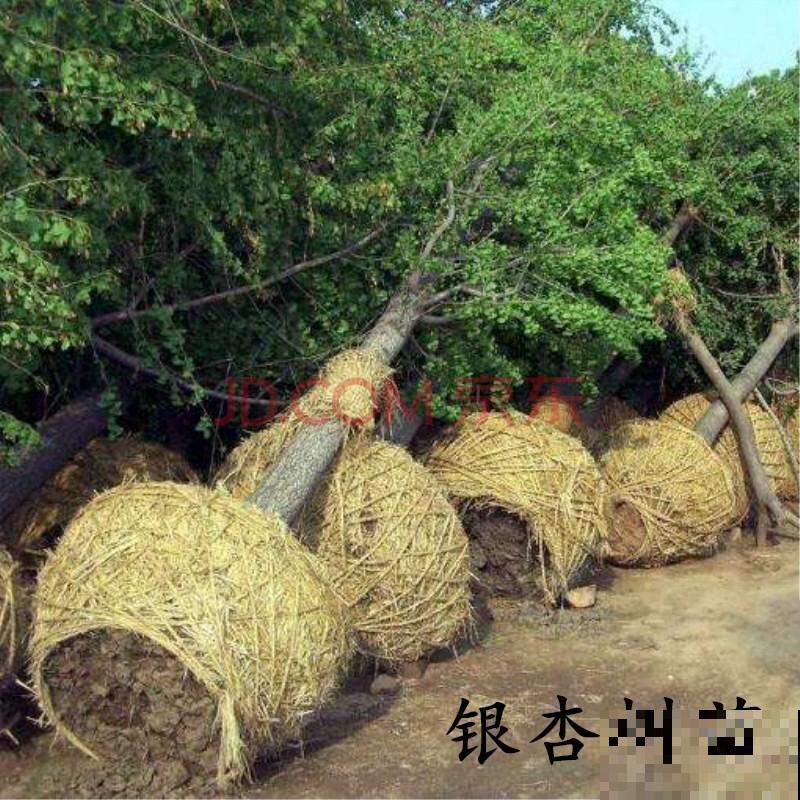 银杏树种植简单，记住这4步，养殖简单