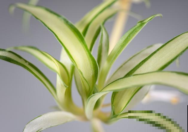 吊兰叶片被啃，抓紧喷药，以免影响生长