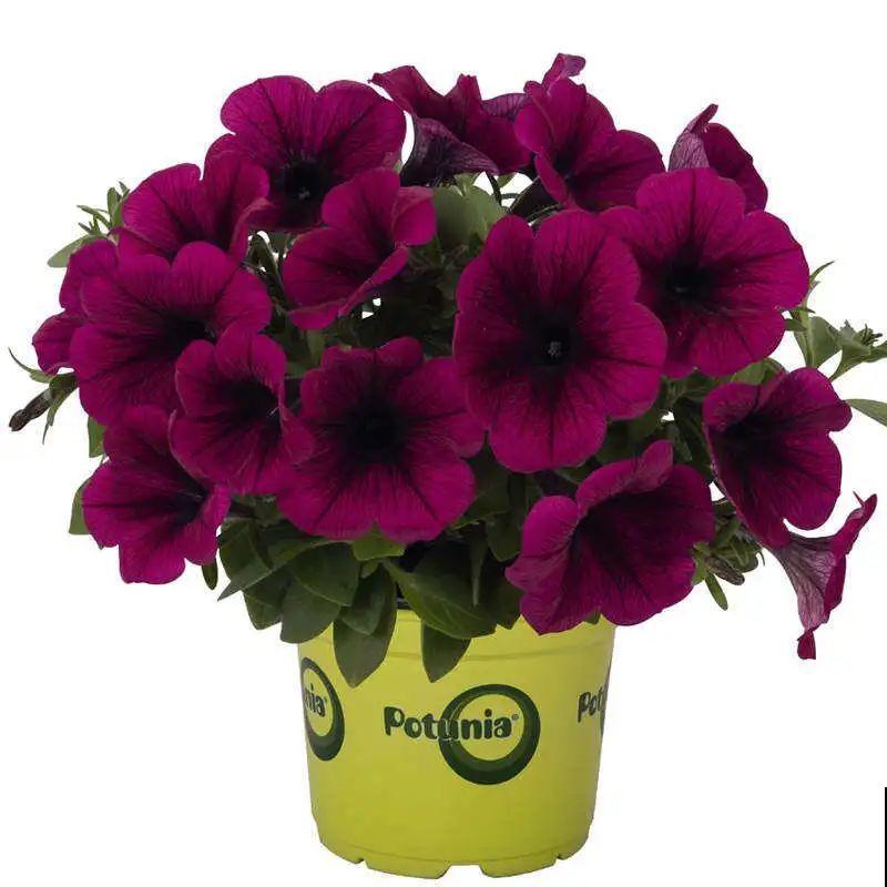 养盆矮牵牛,狠心剪几刀,轻松爆开满盆花,小阳台最爱! 养盆矮牵牛,狠心剪几刀,轻松爆开满盆花,小阳台最爱!