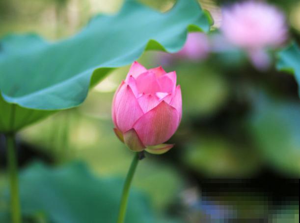 荷花只长叶子不开花,不要担心,知道这3点轻松解决 荷花只长叶子不开花,不要担心,知道这3点轻松解决