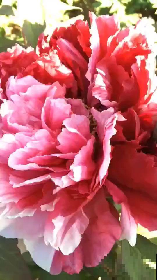 网上常见的3种花，购买需谨慎，看着销量高，其实都是坑