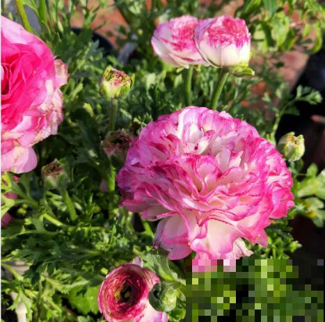 一种花被称作“小牡丹花”,能开花3个月,比玫瑰花还好看 一种花被称作“小牡丹花”,能开花3个月,比玫瑰花还好看