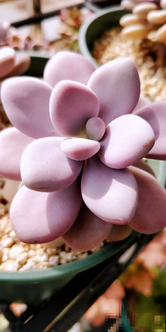 4种多肉圆嘟嘟，总是分不清，小细节带你一秒辨别