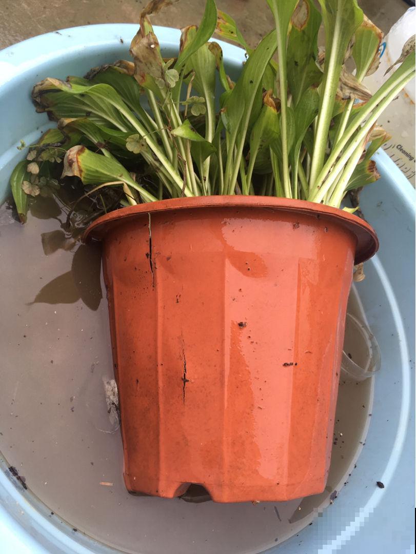 养花不能忽视花盆，选好了花长得壮，选错了花都死翘翘