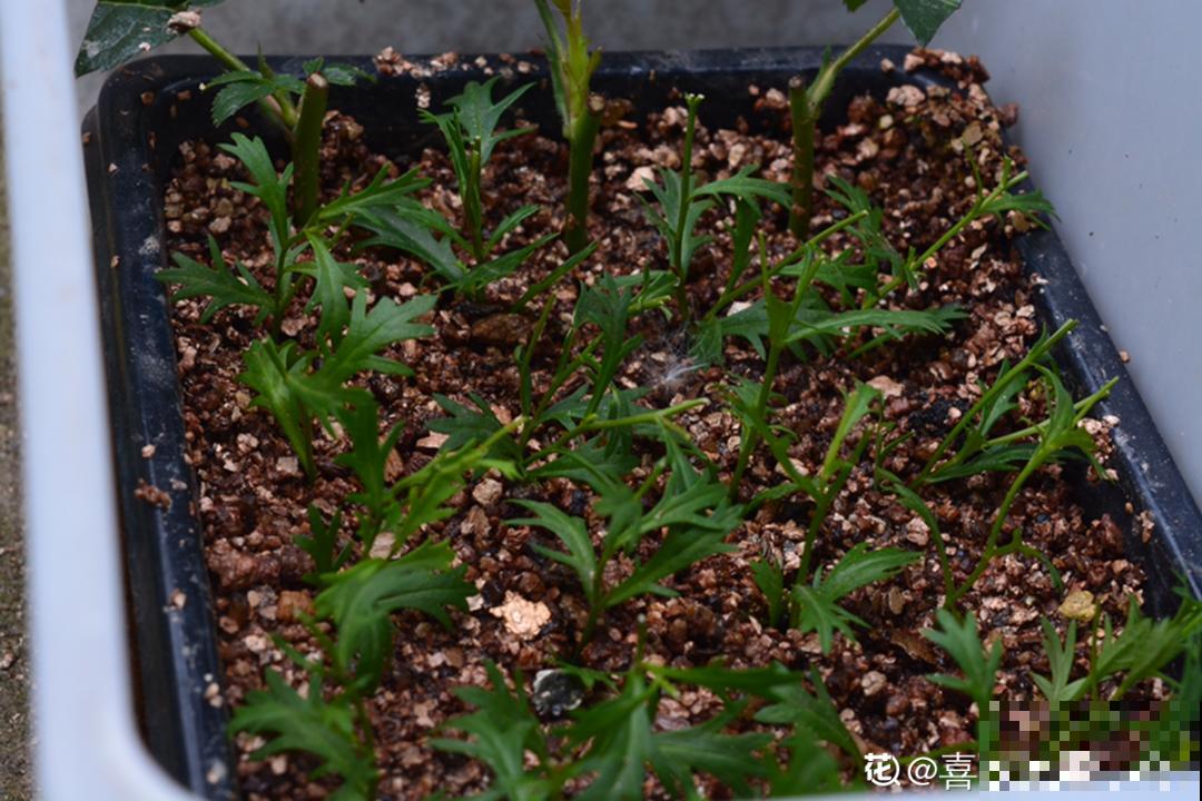 草花中的“小霸王”,耐热耐寒耐阴,开花能开大半年! 草花中的“小霸王”,耐热耐寒耐阴,开花能开大半年!