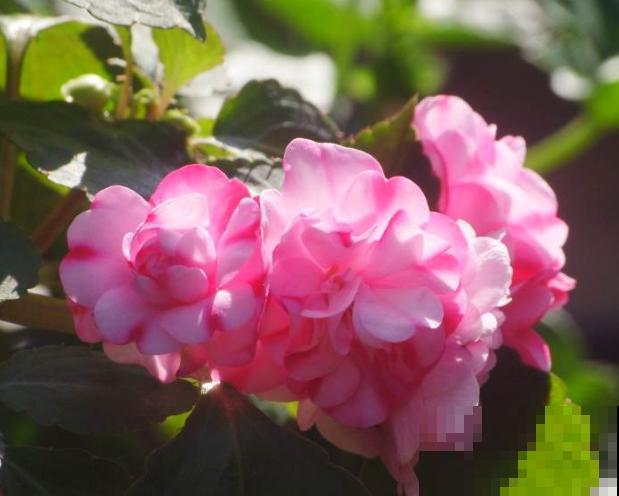 水梅花花苞打不开,主要和这4点有关,处理好很快开花 水梅花花苞打不开,主要和这4点有关,处理好很快开花