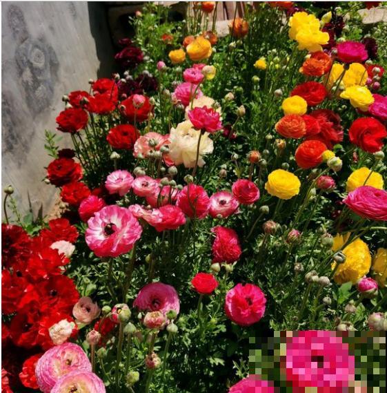 一种花被称作“小牡丹花”,能开花3个月,比玫瑰花还好看 一种花被称作“小牡丹花”,能开花3个月,比玫瑰花还好看