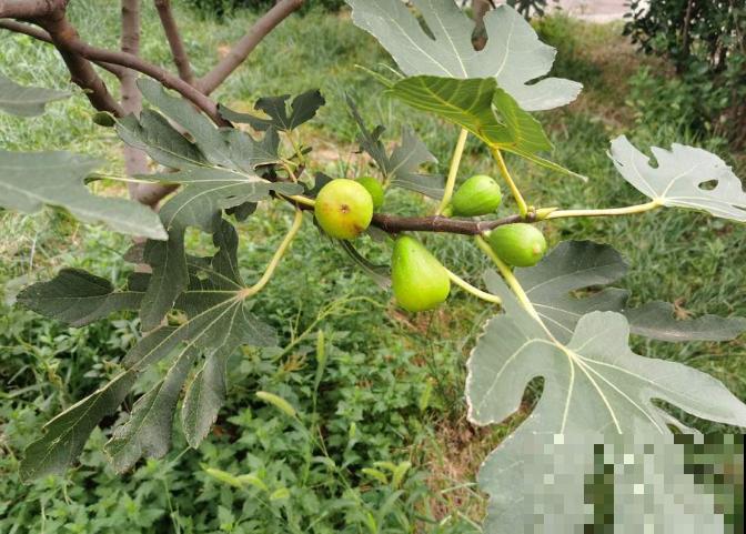 十月份嫁接果树，要在温暖地区进行，主要这3点嫁接简单