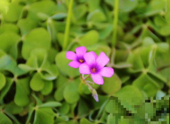 酢浆草球根在家种植，记住这4点，呼呼开花