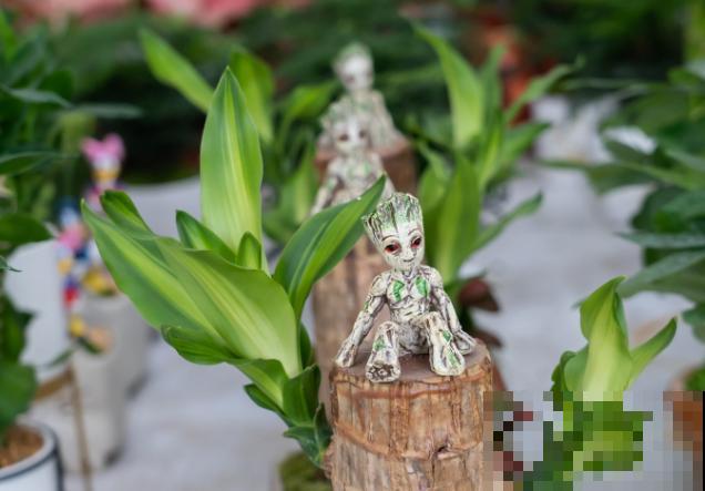 一块木头扔水里，3天长出小绿叶，养护太简单