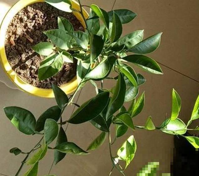 沃柑栽培很简单，学会这4步，轻松养殖