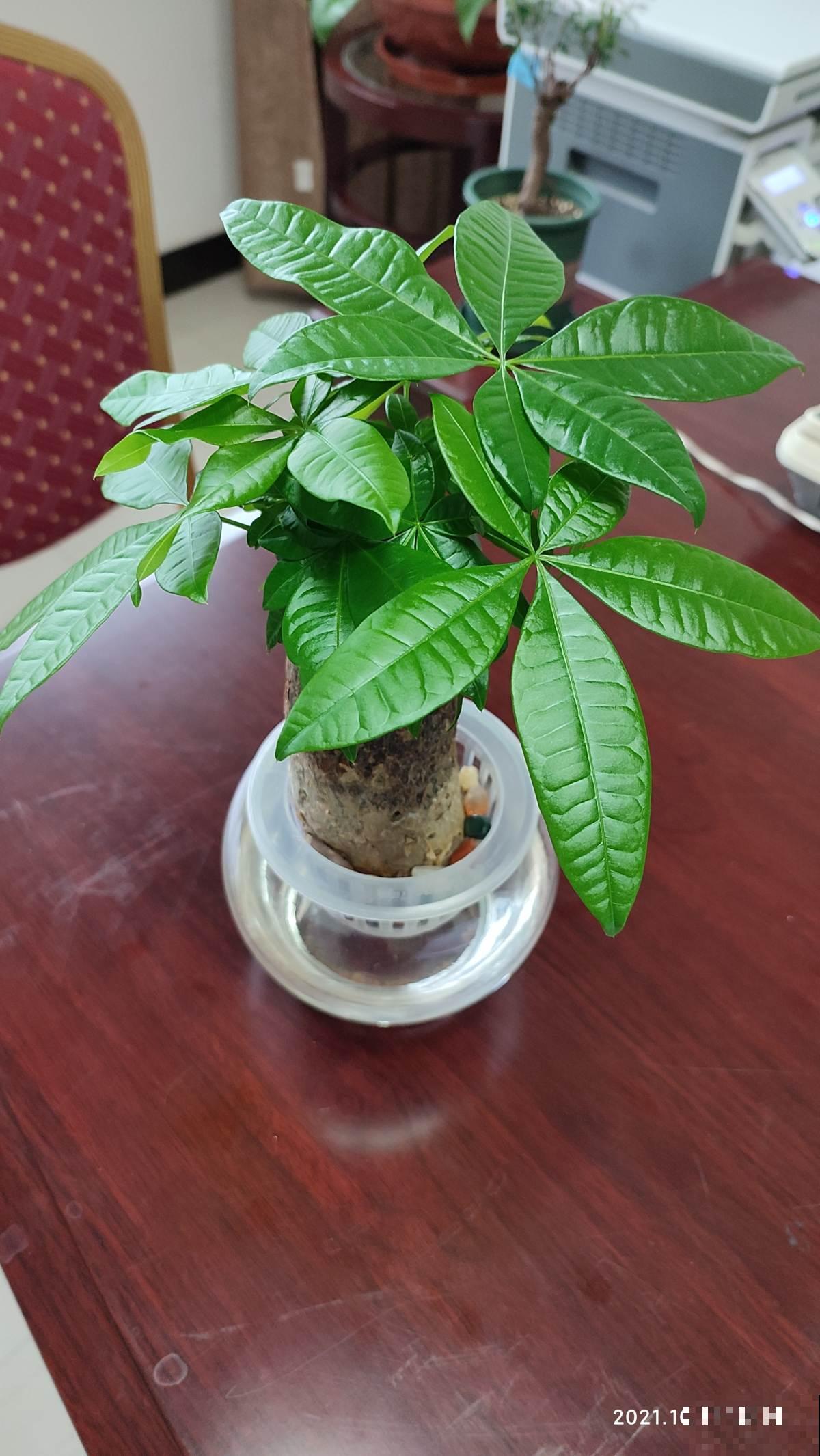 这6种植物，立春之后迅速生长，家里养一盆能带财运