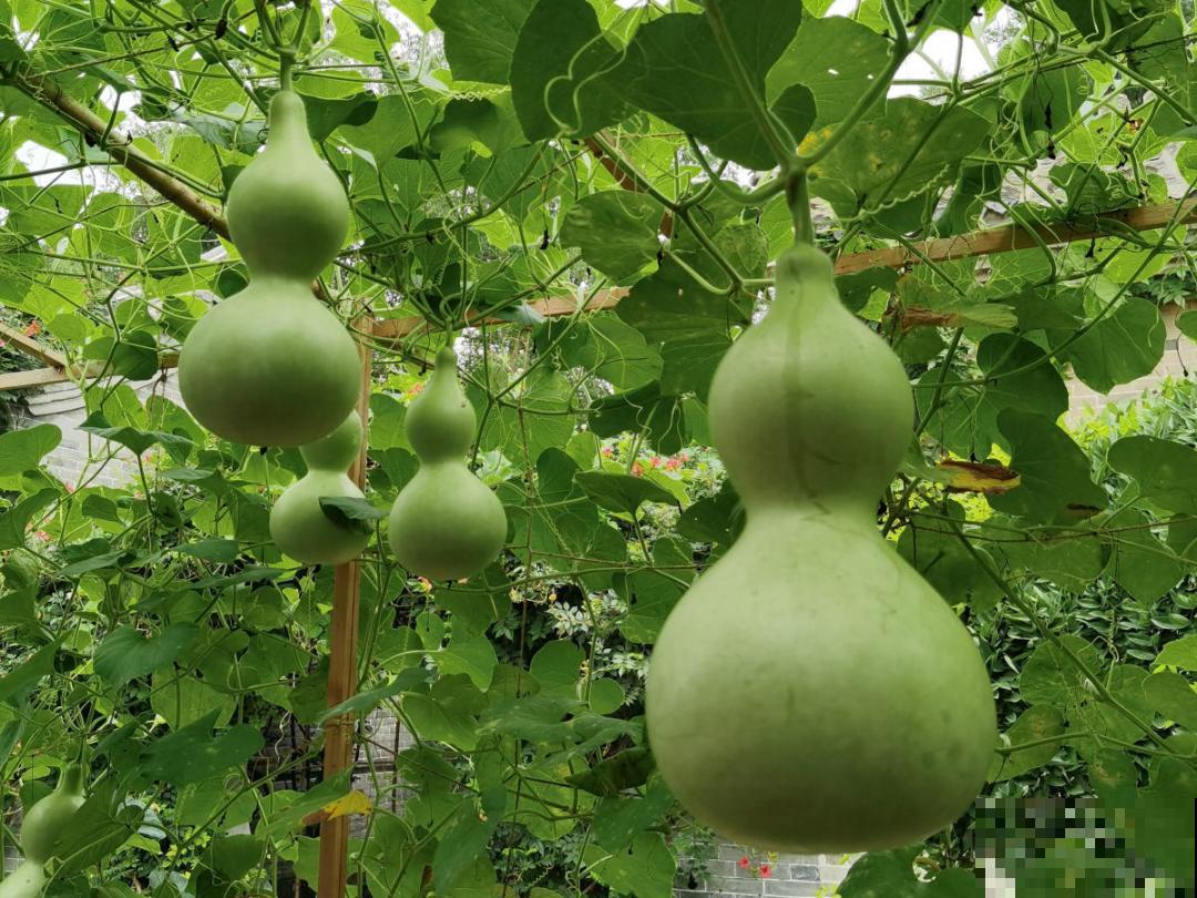 50种花春天播种,长满小院子,能开一整年 50种花春天播种,长满小院子,能开一整年