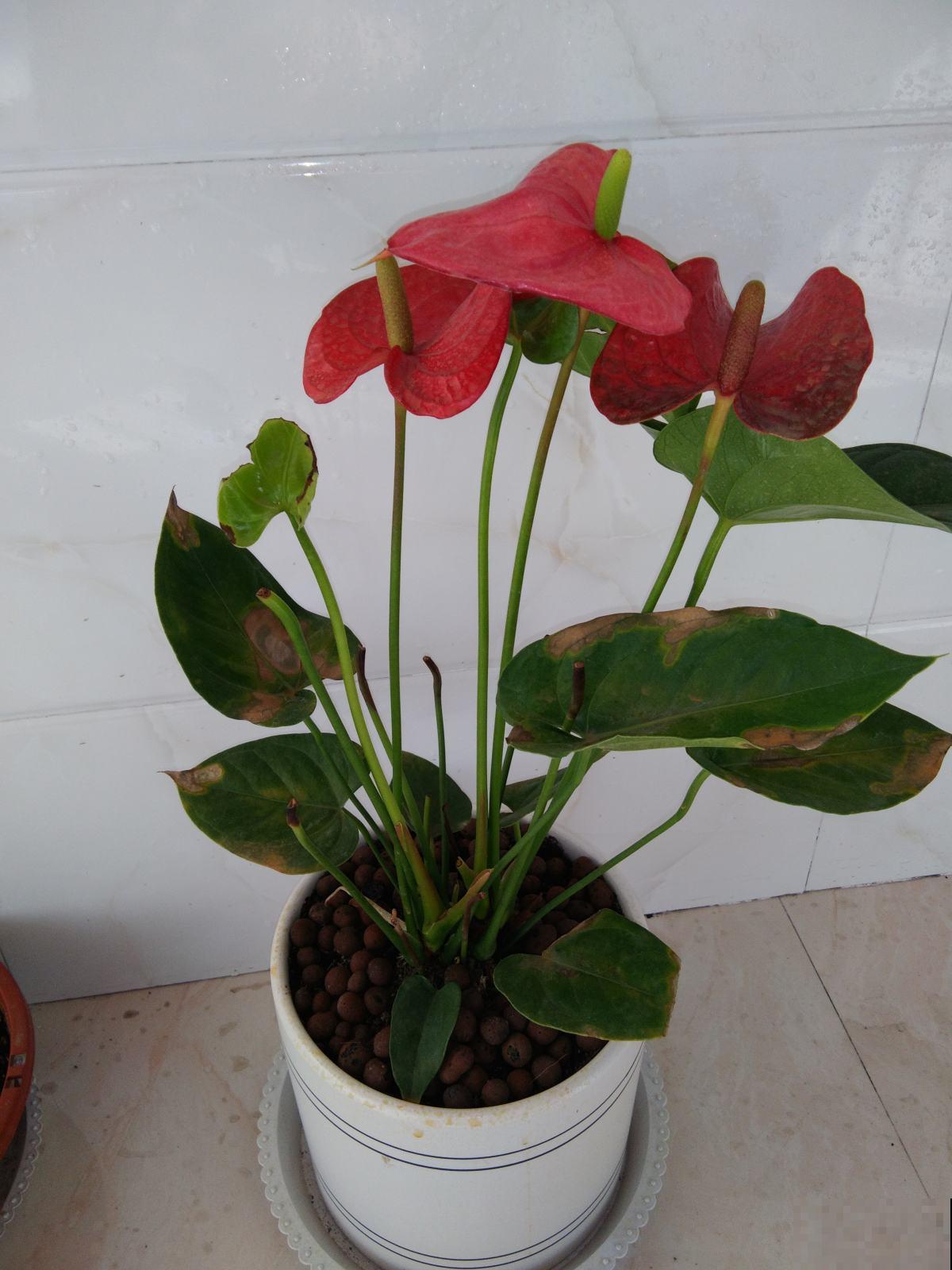 新手小白养红掌,4件事不要着急做,否则到头来竹篮打水一场空 新手小白养红掌,4件事不要着急做,否则到头来竹篮打水一场空