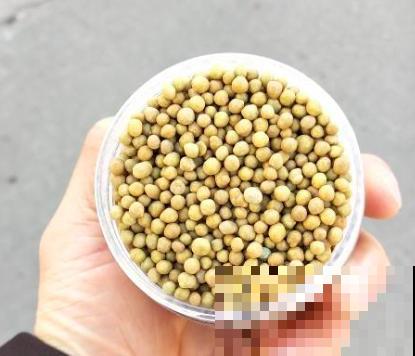 春天在家养虎皮兰，盆里撒一把“小豆豆”，叶子呼呼长满盆