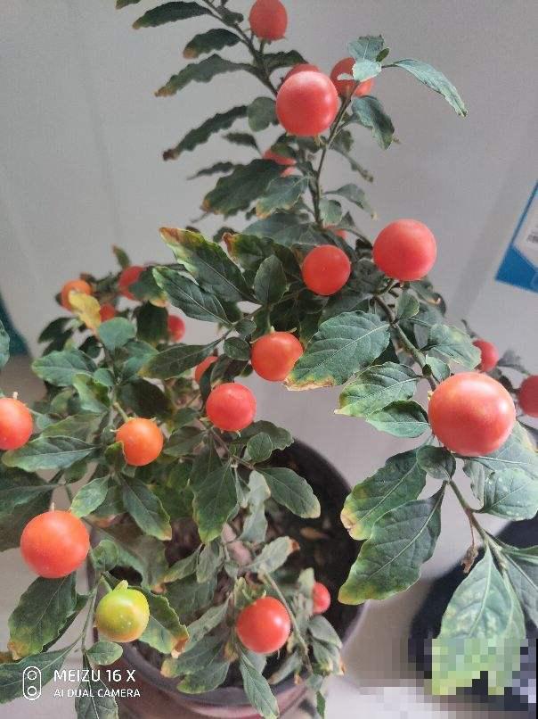 立春以后,养盆五颜六色的“小零食”花,不光好看还能吃 立春以后,养盆五颜六色的“小零食”花,不光好看还能吃