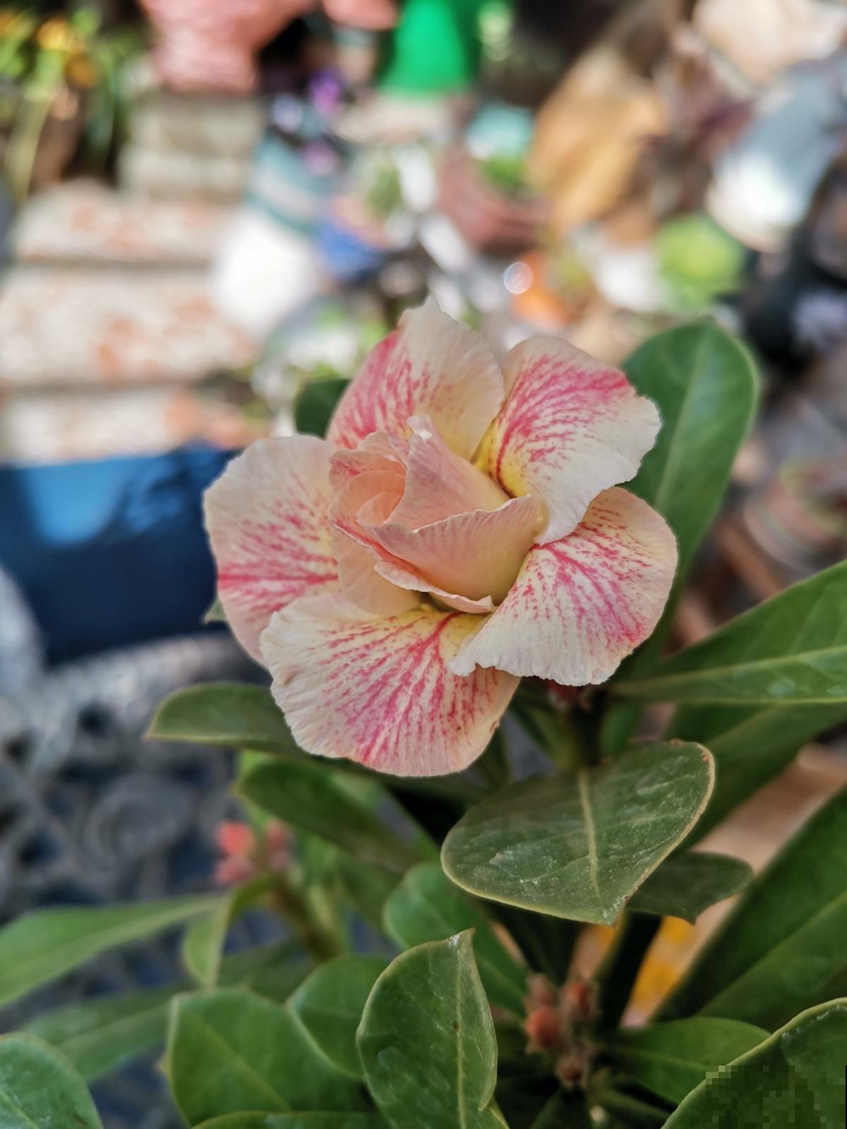 适合“粗养”的植物，适合工作忙的人养，不浇水反而开爆盆