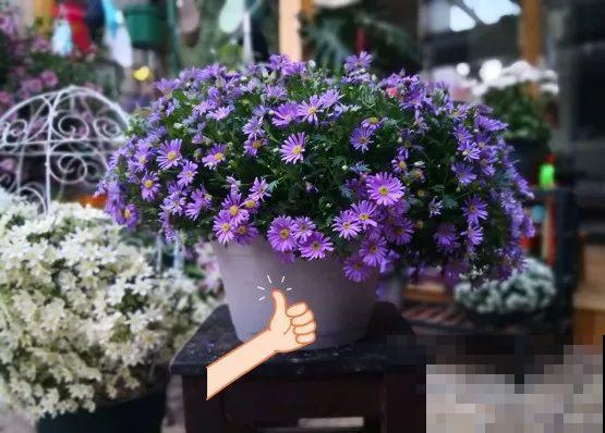 草花中的“小霸王”,耐热耐寒耐阴,开花能开大半年! 草花中的“小霸王”,耐热耐寒耐阴,开花能开大半年!