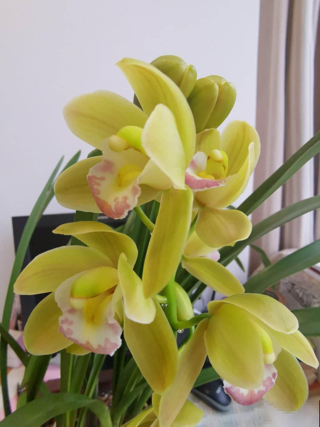 春天谨慎入手的“坑人花”，买一次后悔一年，白花钱还难养