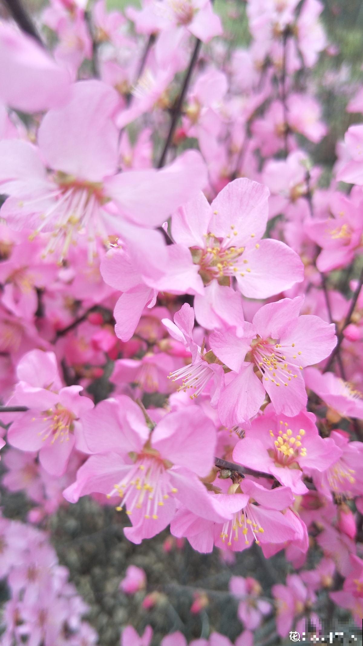 5种花，早春呼呼冒花苞，就适合现在养