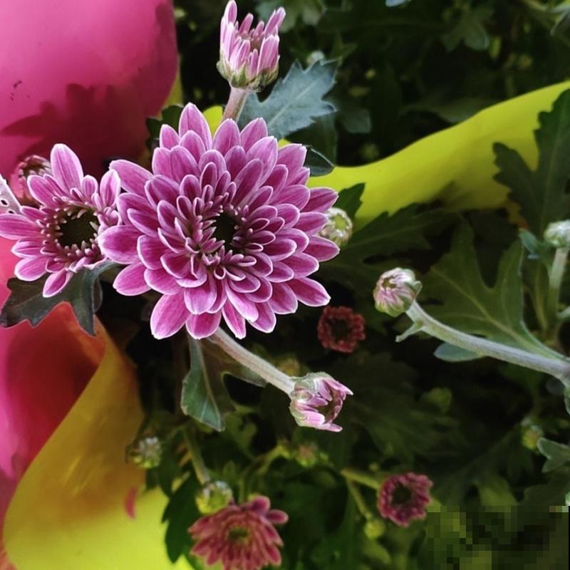 千头菊养殖,要想打顶,要在这2个时间段进行 千头菊养殖,要想打顶,要在这2个时间段进行