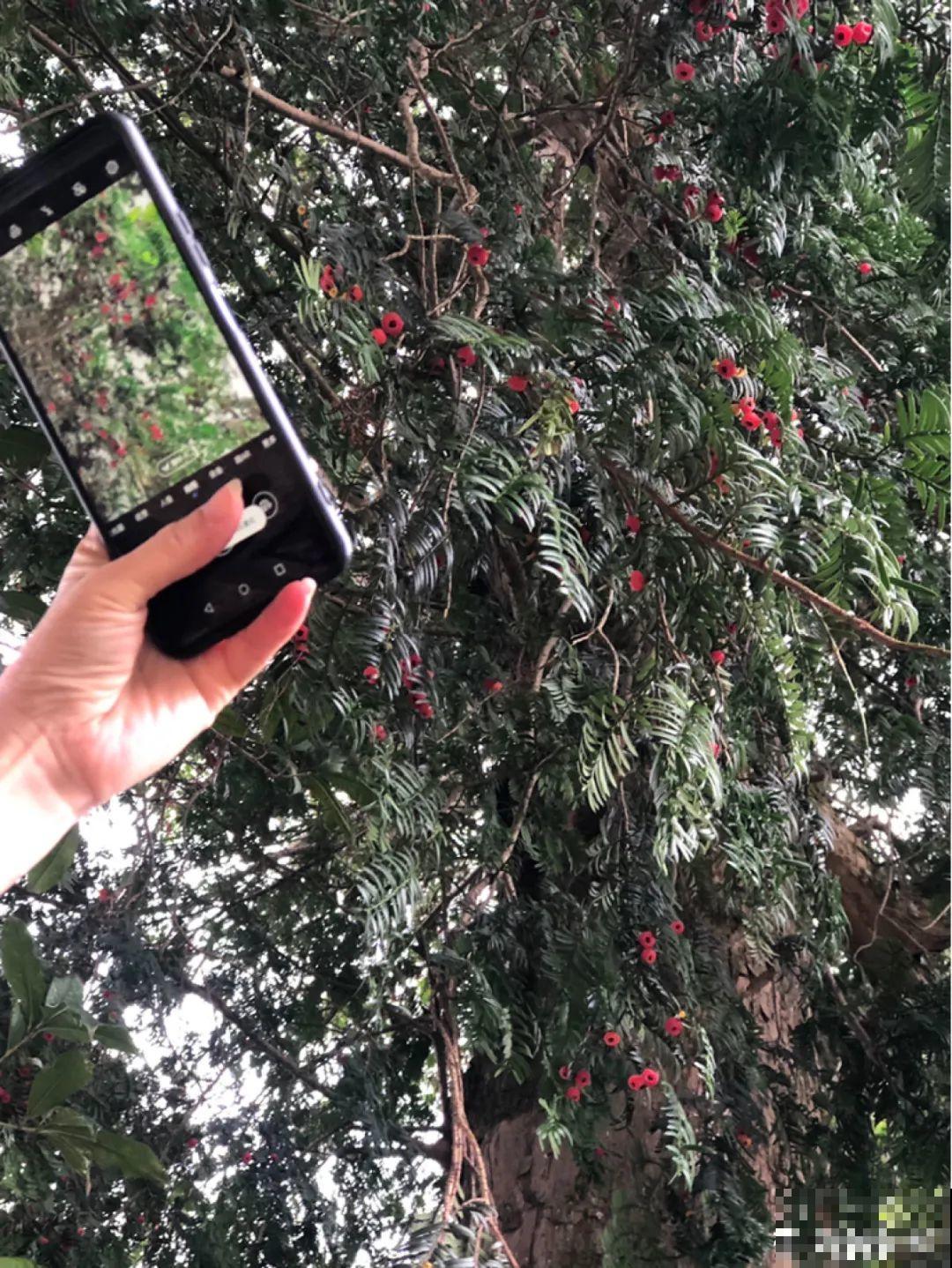 7种花不能买，触犯法律了不得，买了给自己惹麻烦