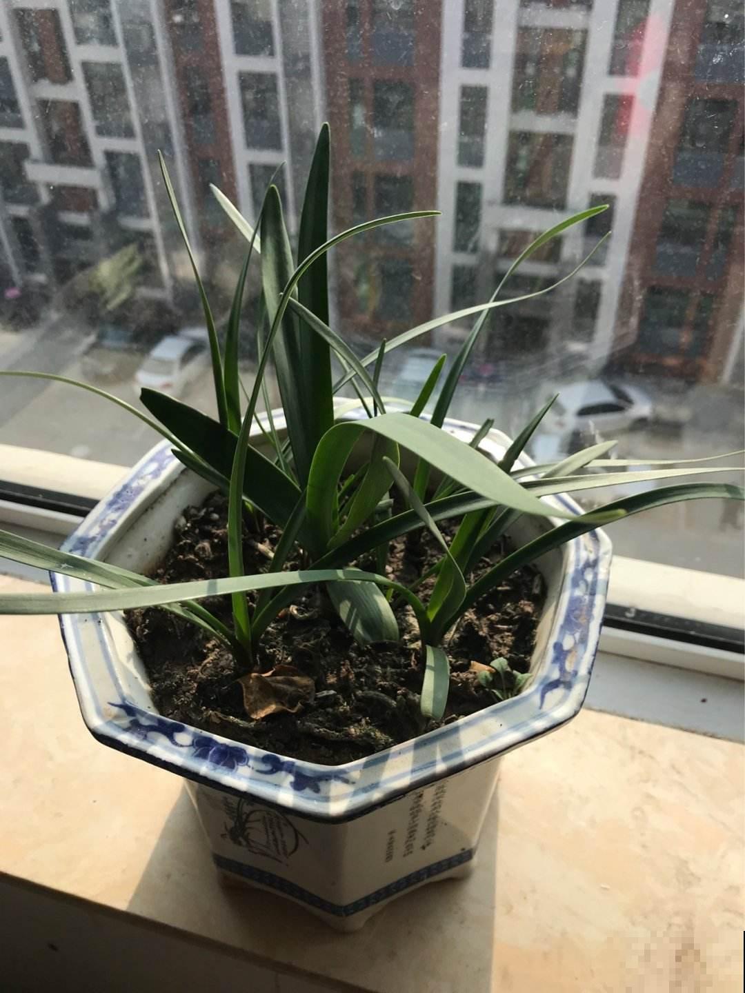 兰花开败了2种处理方法，不生病不发霉，更快长新芽