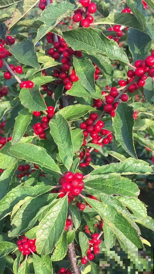 价格很高的年货花,贵气十足,买的人一定家里有矿 价格很高的年货花,贵气十足,买的人一定家里有矿