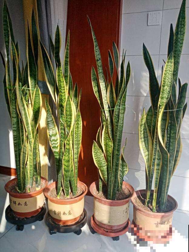 1种招财花,养在家里特省心,还有养人养生作用 1种招财花,养在家里特省心,还有养人养生作用