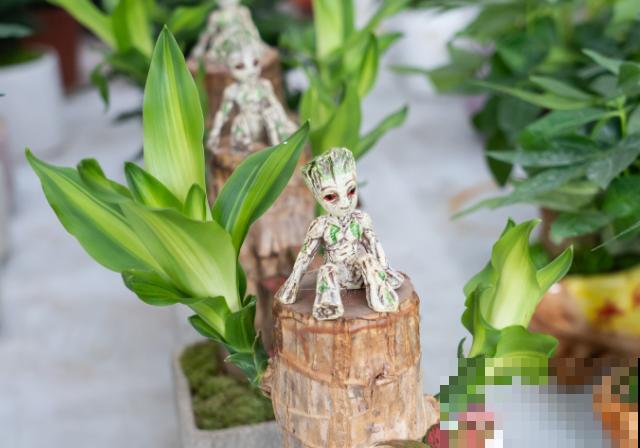 巴西木芽断了，不要着急，学会这3步轻松养护