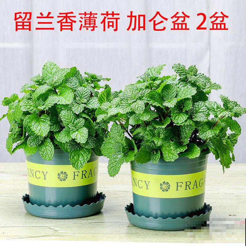 迷迭香掐个枝，插水里3天生根，好养的很