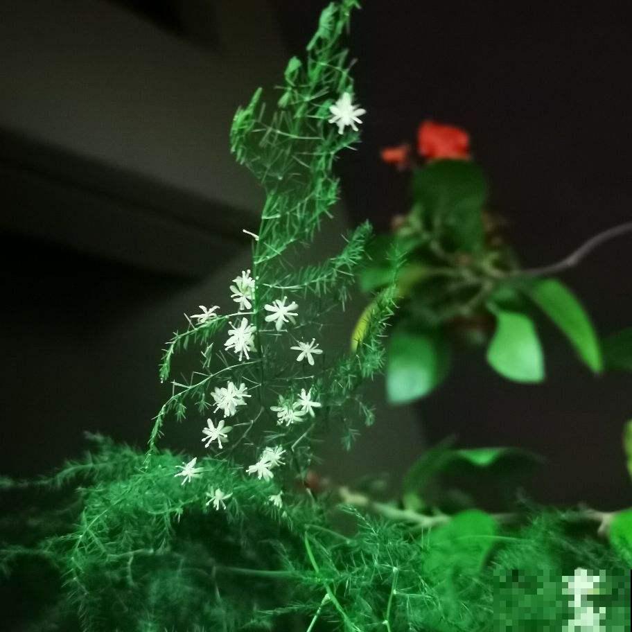 不常开花的植物，一旦开花就有“好兆头”，你养过几种？