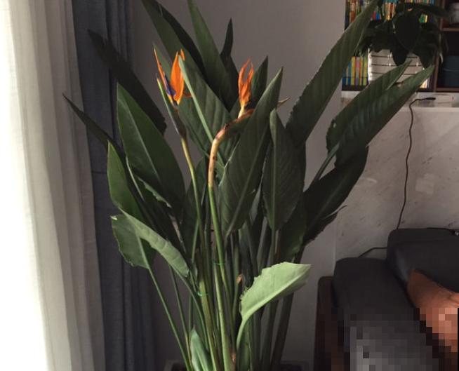 贵气十足的绿植，有格调的人都会养，关键要学会喷水