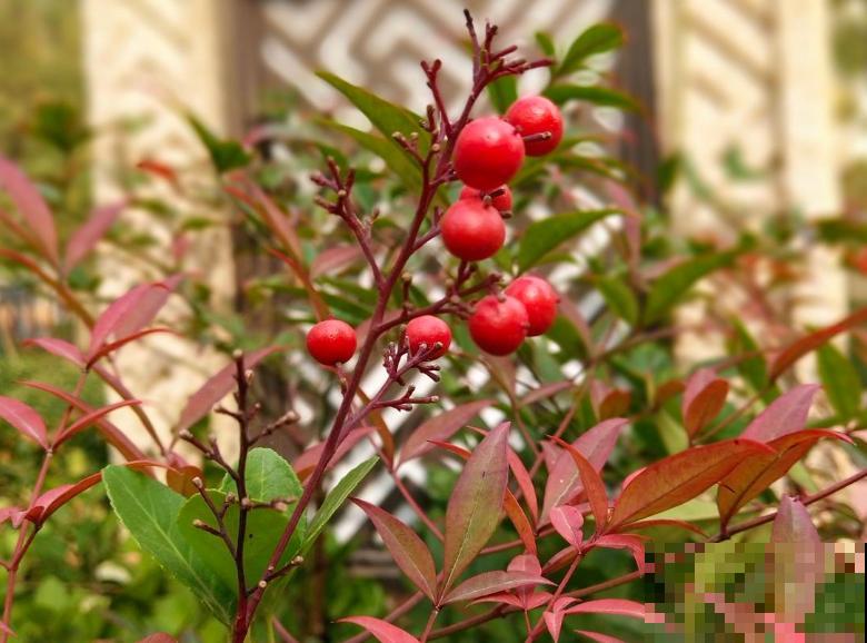 5种红色植物，养殖在院子里，好养又喜庆