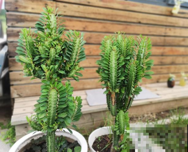 龙骨长太高,多半是徒长了,多晒太阳就可避免徒长 龙骨长太高,多半是徒长了,多晒太阳就可避免徒长