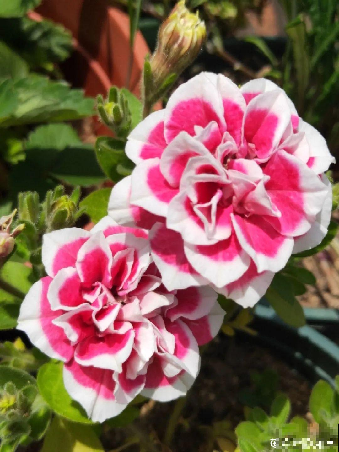 养盆矮牵牛,狠心剪几刀,轻松爆开满盆花,小阳台最爱! 养盆矮牵牛,狠心剪几刀,轻松爆开满盆花,小阳台最爱!