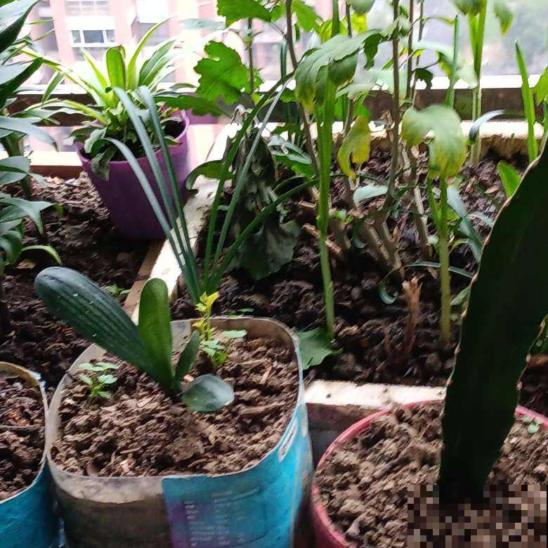 花盆里出现“白色棉絮”，发现第一时间处理，植物求救信号别忽视