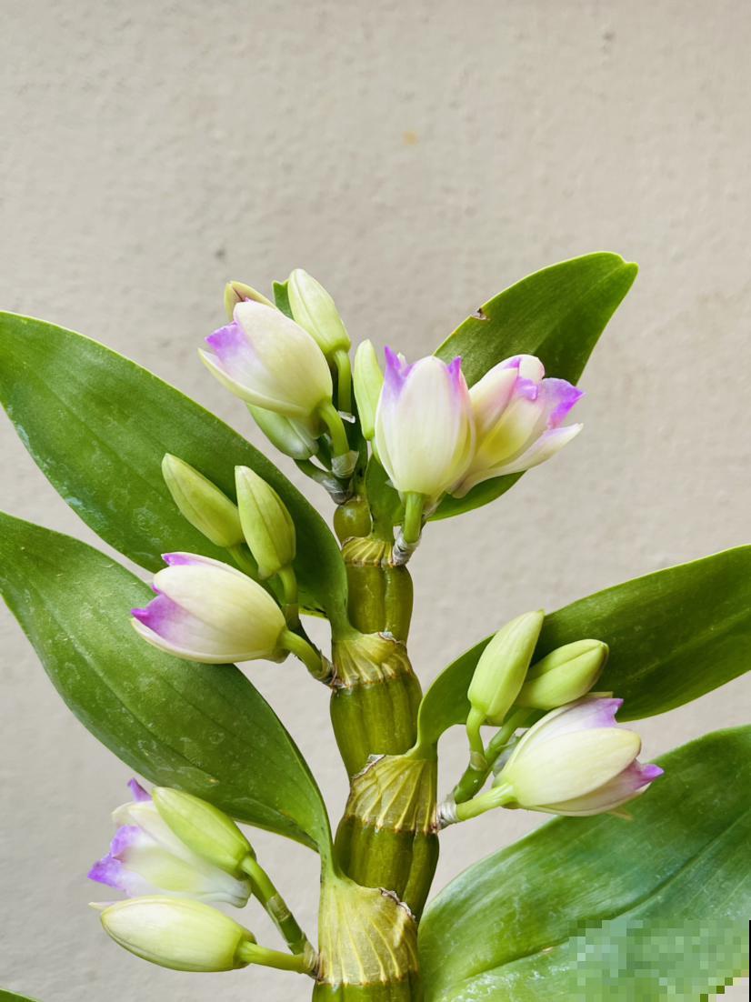 爱花和爱养花，一字之差却大有不同，3种人应该趁早放弃养花