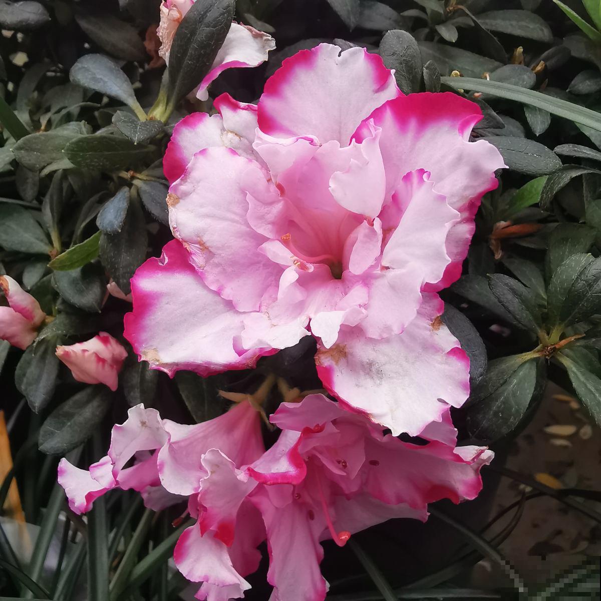 爱喝酸酸水的3种花,喂点酸水就爆盆,还能旺宅 爱喝酸酸水的3种花,喂点酸水就爆盆,还能旺宅