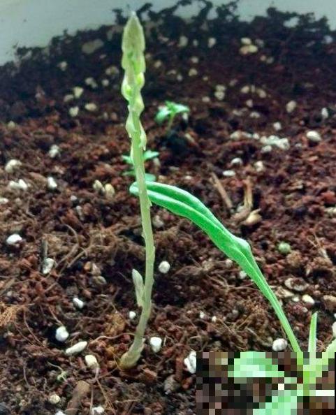 春天必吃的6种野菜,鲜味飘满屋,错过要再等一年 春天必吃的6种野菜,鲜味飘满屋,错过要再等一年