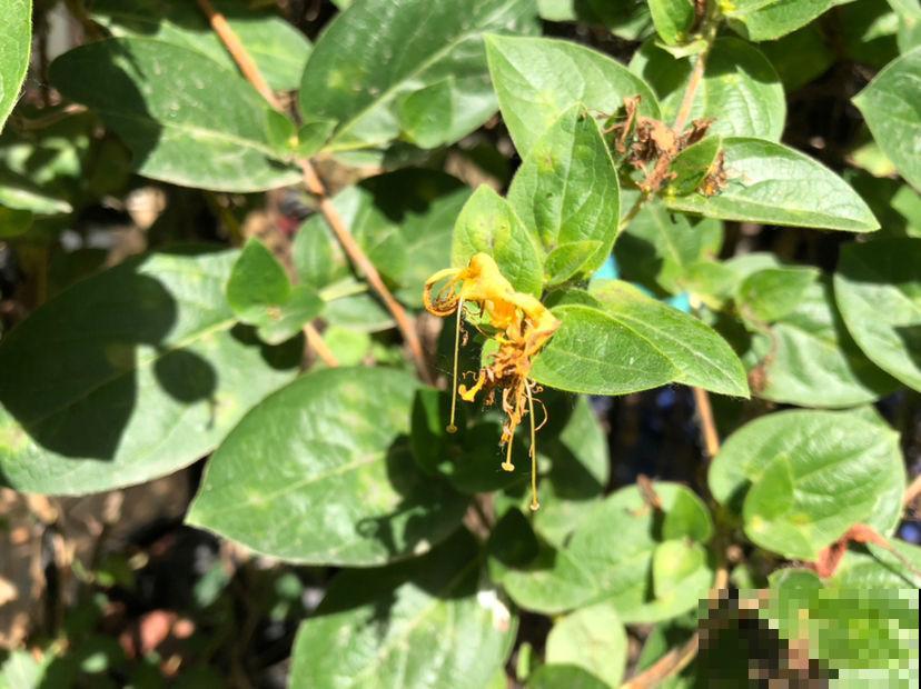 春燥容易上火，家里养一盆金银花，寓意好还养人