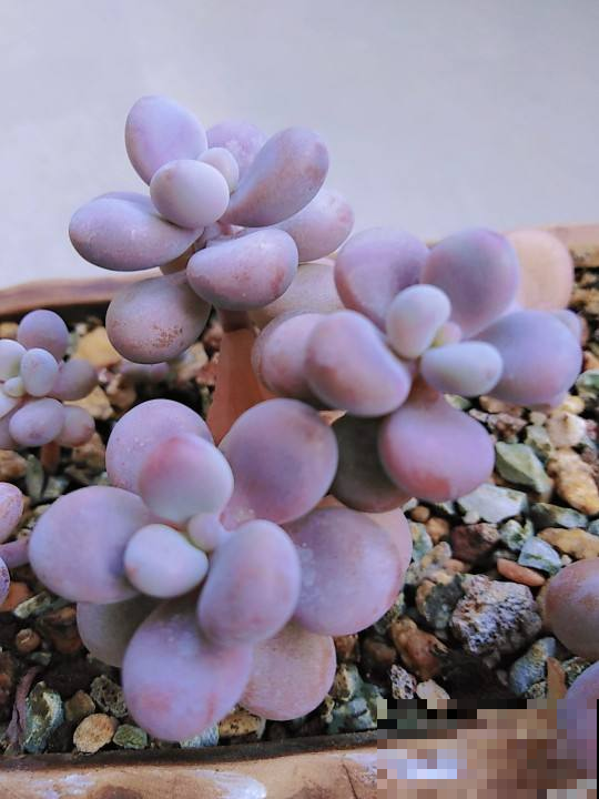 3种多肉色彩相当丰富，漂亮又好养，分分钟治愈你的心