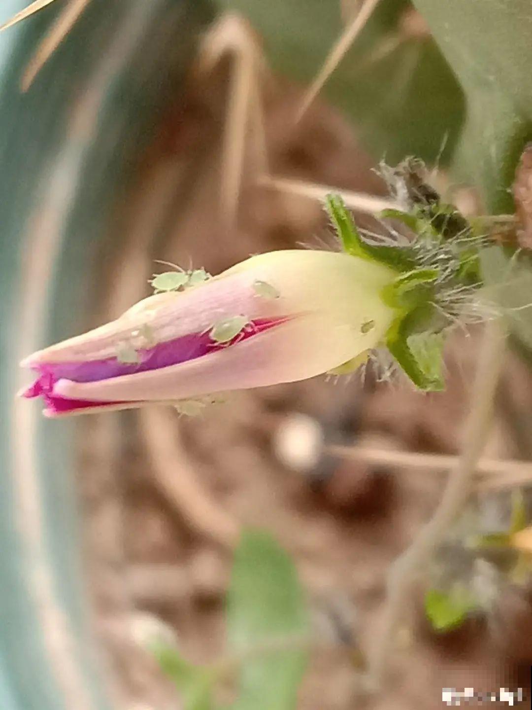 “香花卧室放，花旺人不旺”，老祖宗的良言，大有道理！