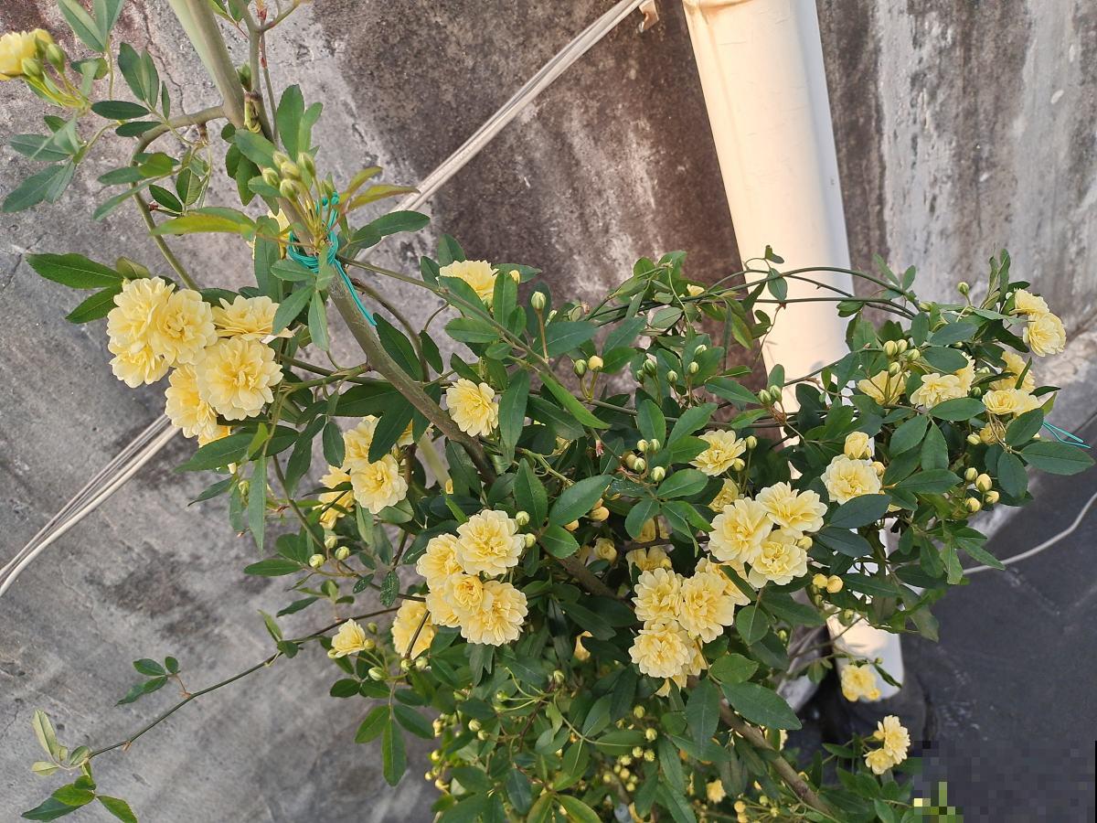 3种花现在种，生长速度呈倍速，两个月就能开花